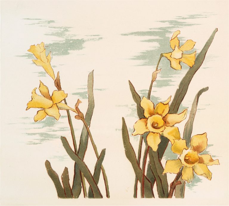 11 Daffodil Images - Yellow Beauties! - The Graphics Fairy