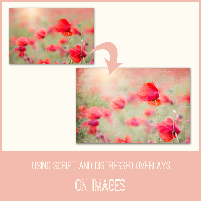 photos of flowers with script overlay