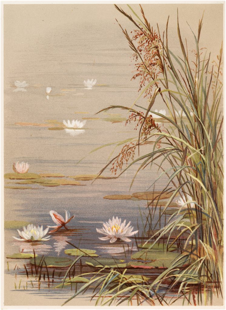 Vintage Water Lily with Reeds Graphic