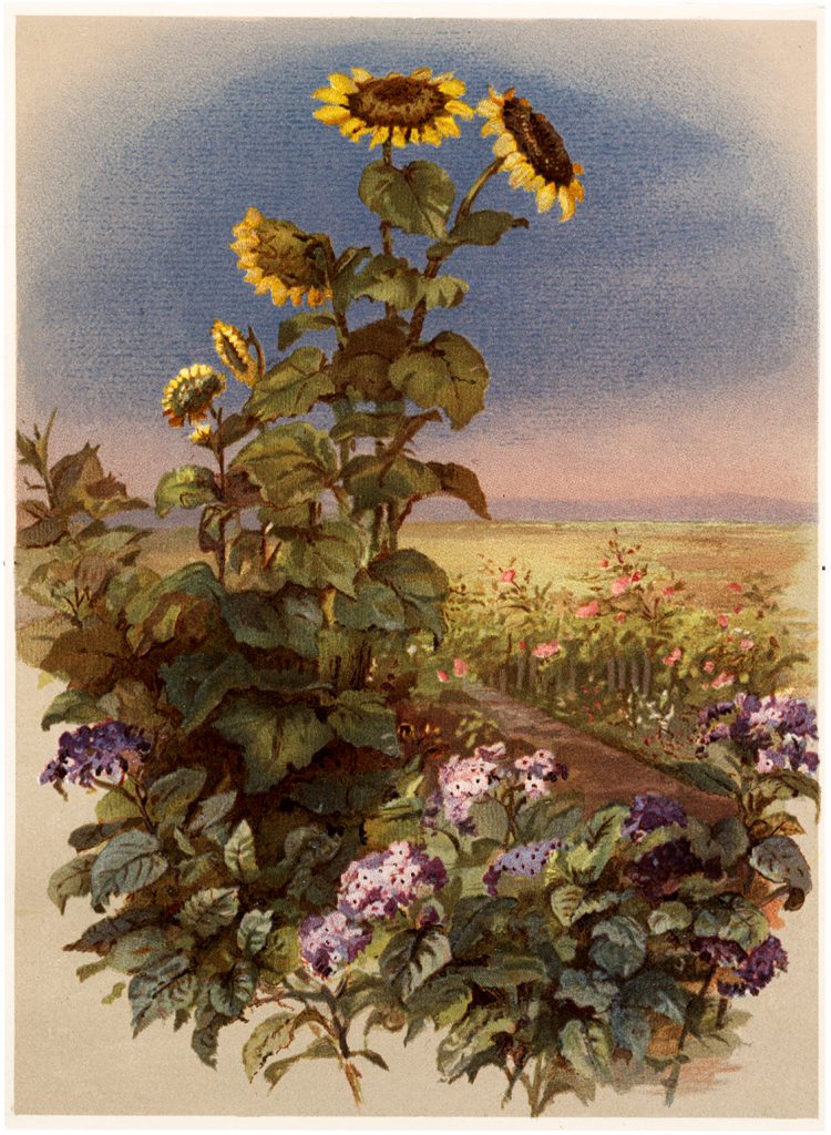 Vintage Tall Sunflowers in Garden Image