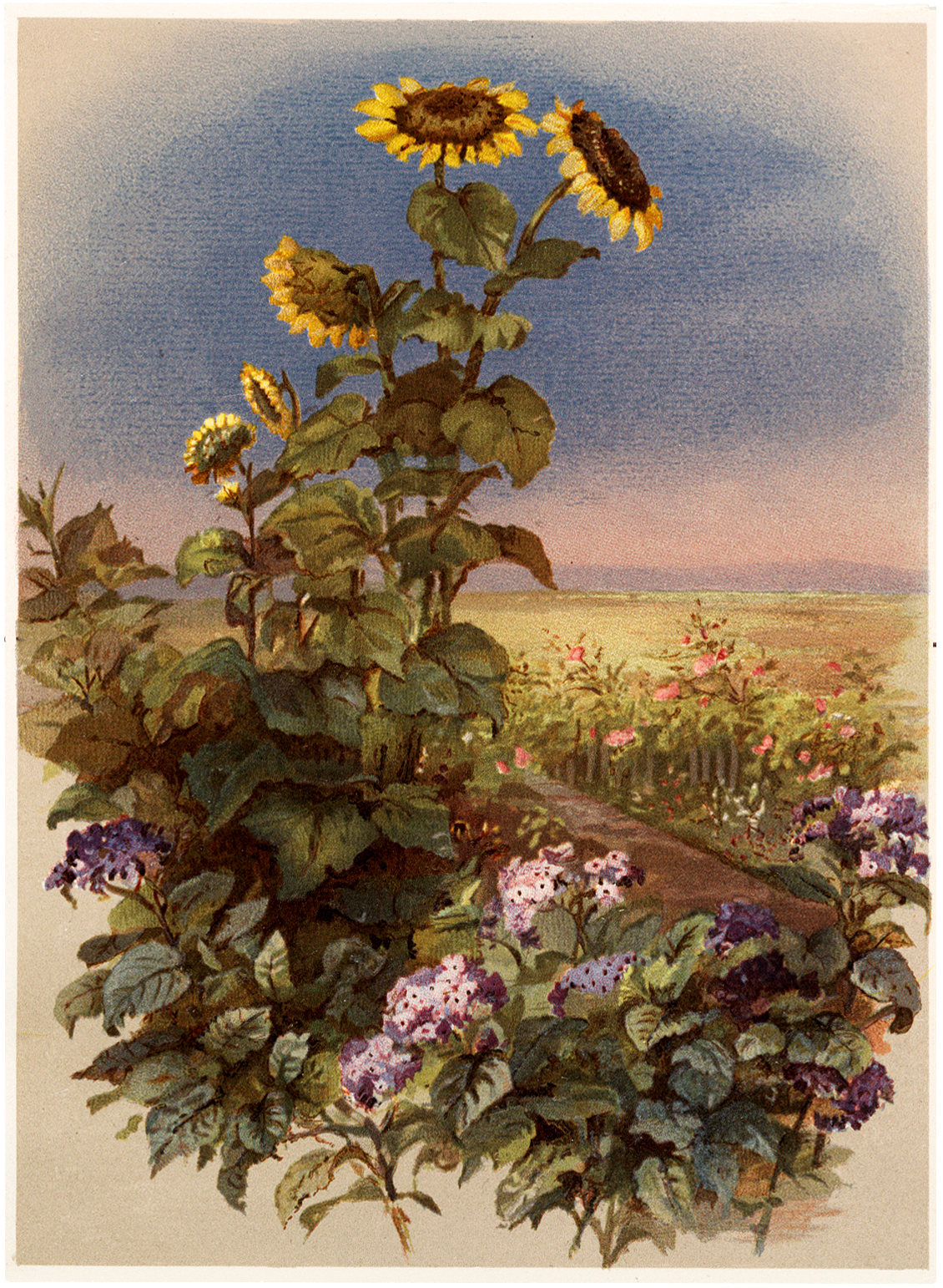 Download Vintage Tall Sunflowers in Garden Image - The Graphics Fairy