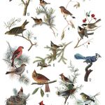 Winter birds Collage