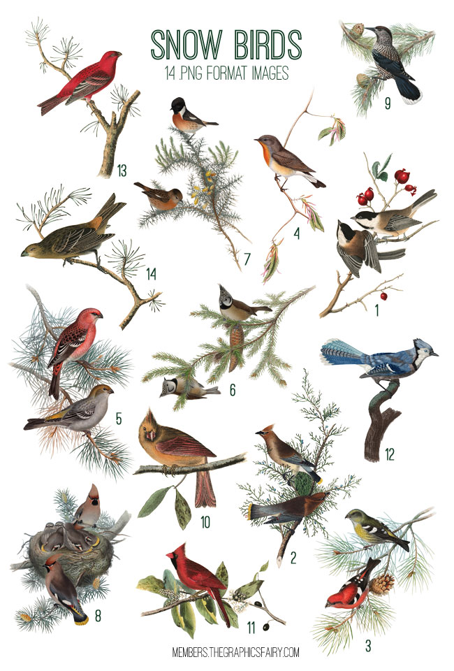 Winter birds Collage