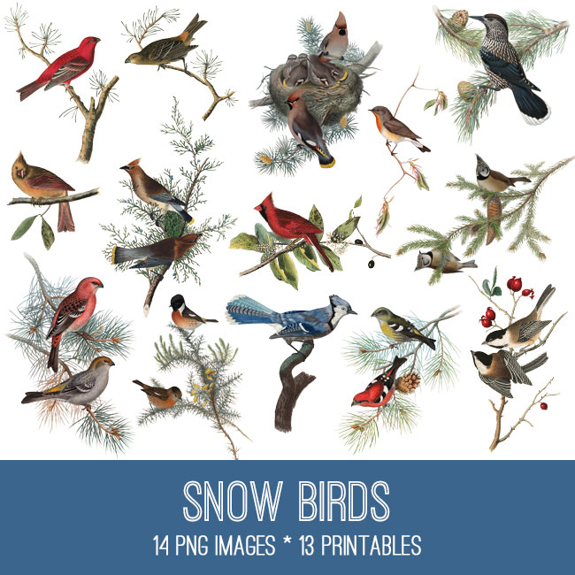 Winter birds Collage