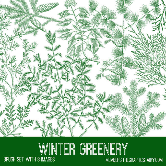 Wintery greenery collage with pine branches