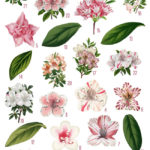 Azalea florals collage