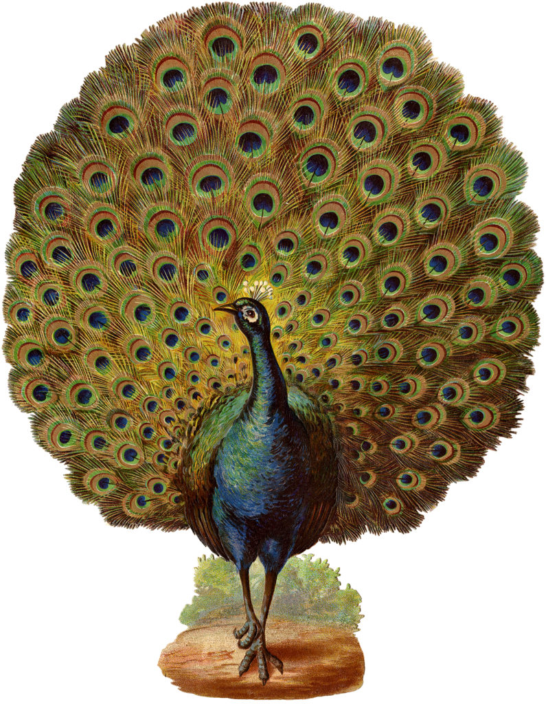 Peacock image with fan tail