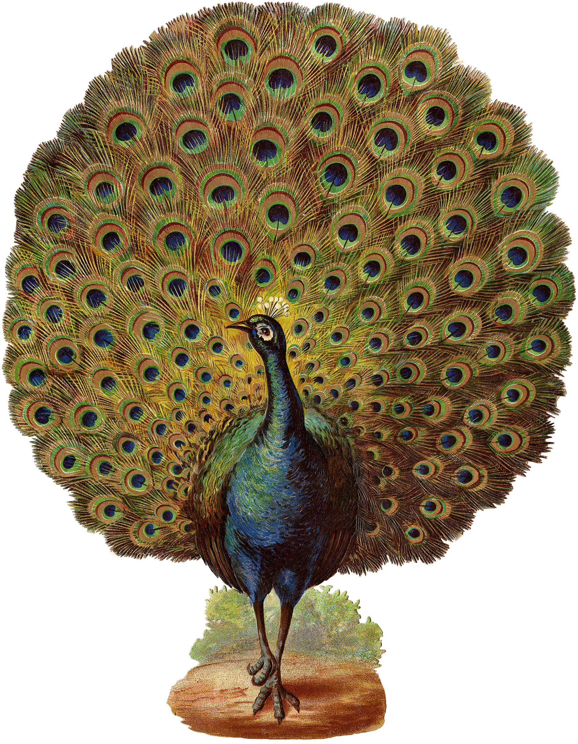 peacock drawings