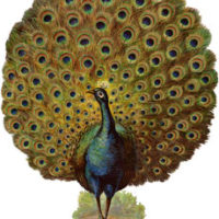peacock with fan tail