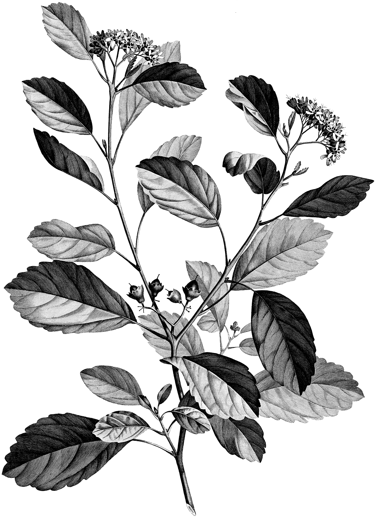 Vintage Black and White Floral Branch Botanical Image! The Graphics Fairy