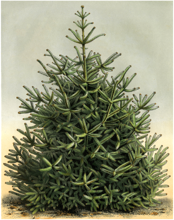 Vintage Pine Fir Tree Image
