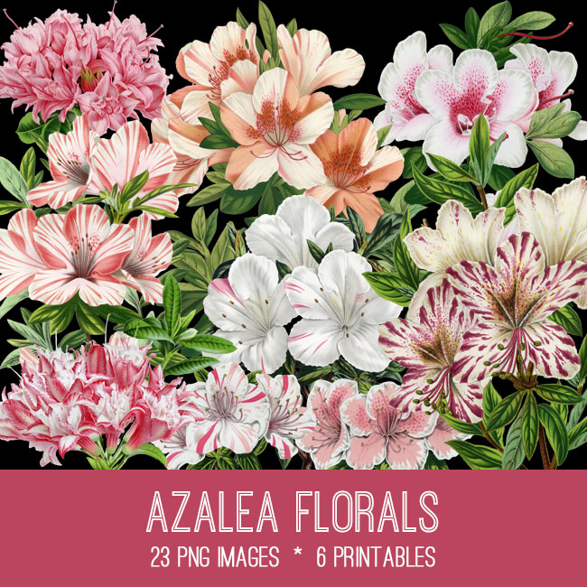 Azalea florals collage