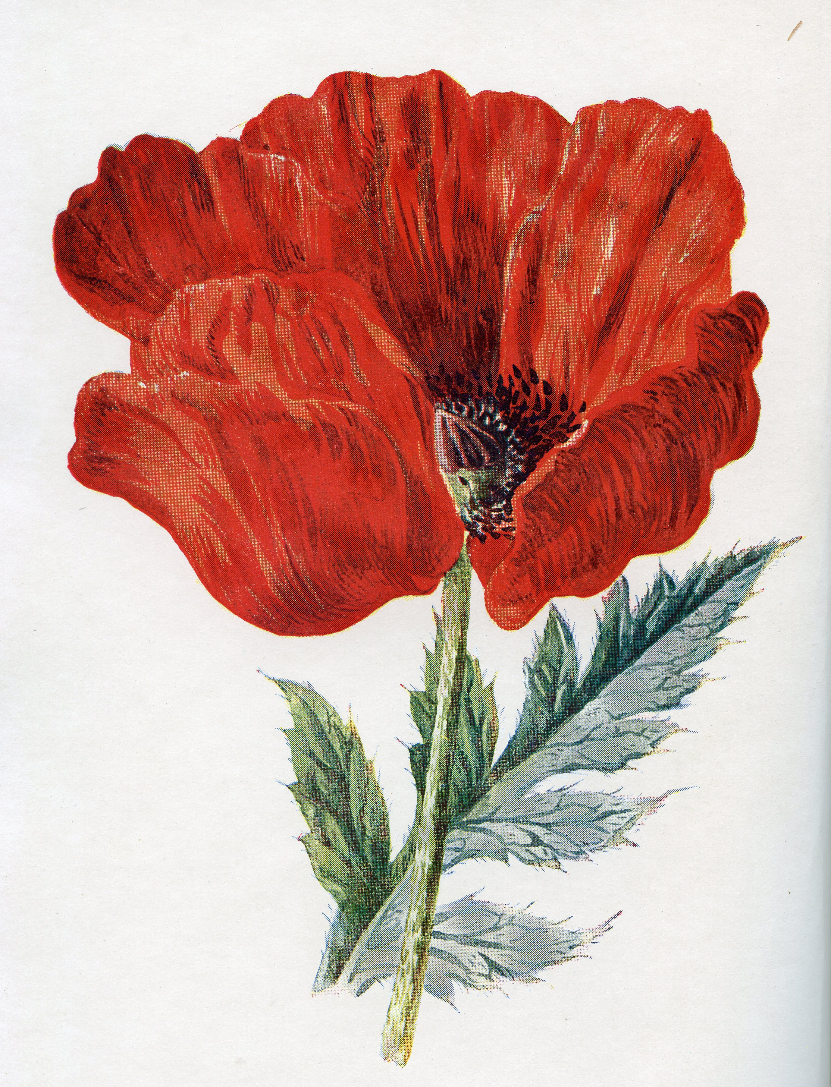 Vintage Red Poppy Image