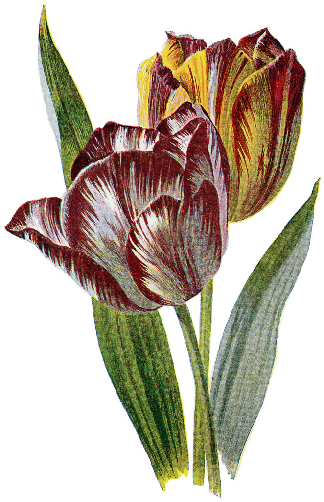 Vintage Red and Yellow Striped Tulip Image