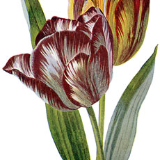 Tulip flowers image