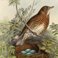 Bird with nest image