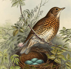 Bird with nest image