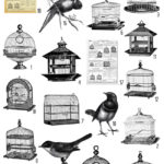 Bird Cages and Birds Collage