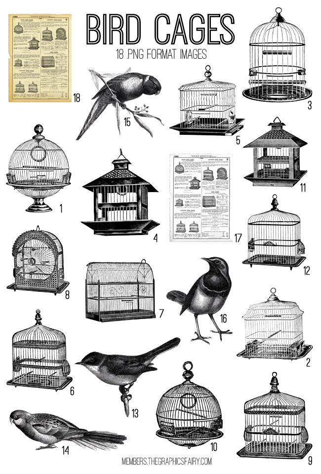 Bird Cages and Birds Collage