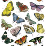 Butterflies collage