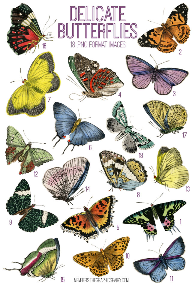 Butterflies collage
