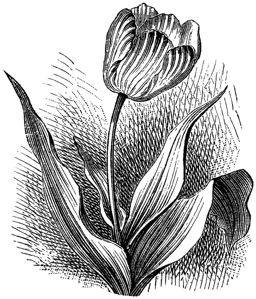 Striped Tulip Engraving Flowers Vintage Image