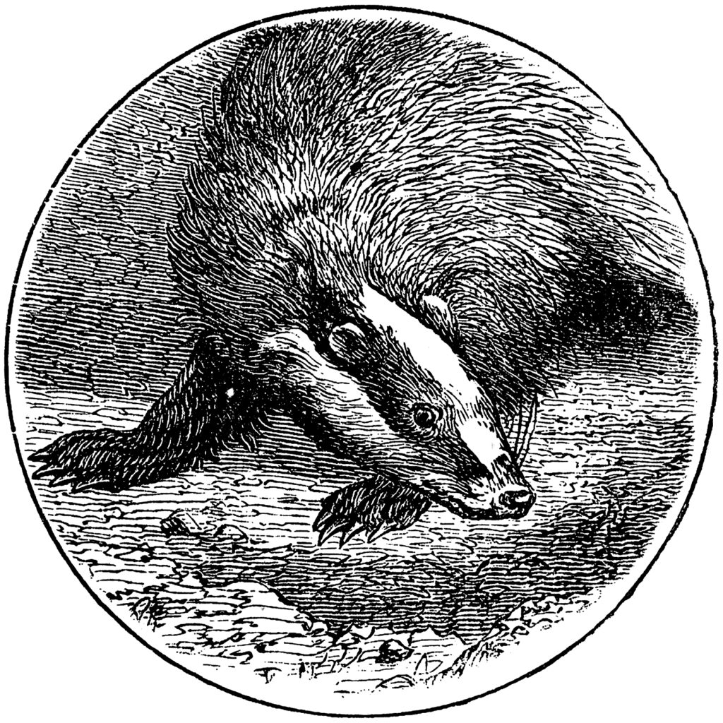 Vintage Badger Clipart