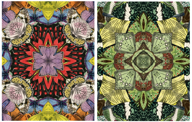 Background pattern Butterflies collage