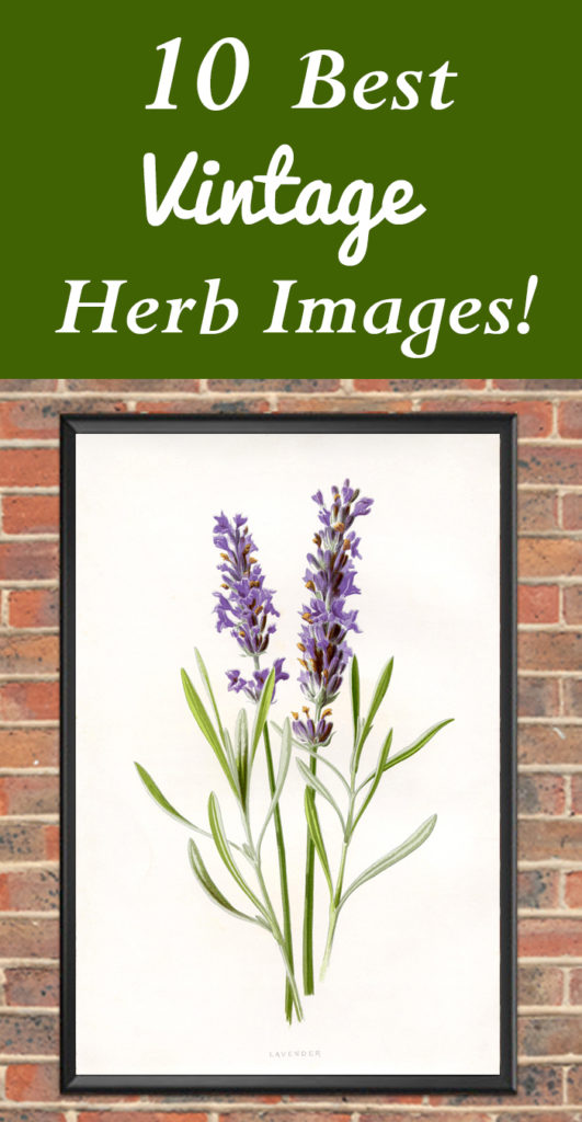 10 Best Vintage Herb Images! - The Graphics Fairy