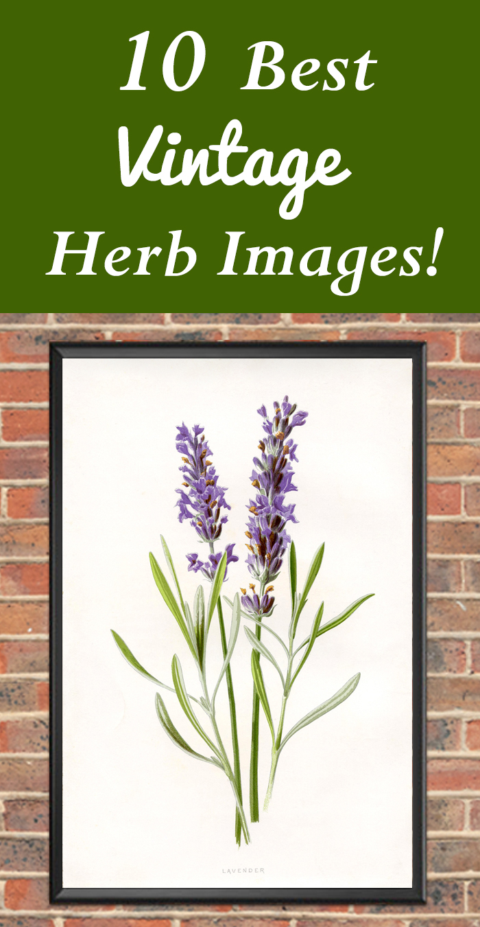 10 Best Vintage Herb Images! - The Graphics Fairy on {keyword}
