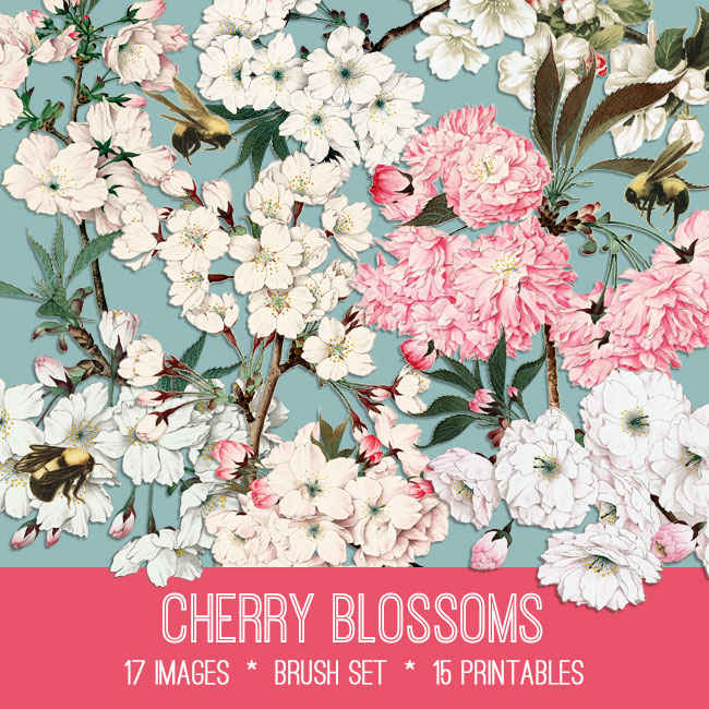 Cherry Blossoms Collage