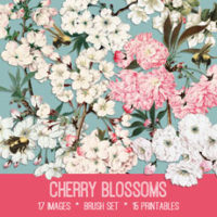 cherry blossoms image