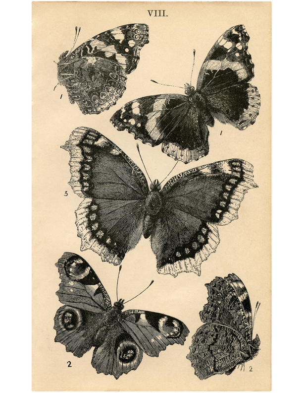 printable decor wall butterfly Free Antique   Printable!  Butterfly  The Graphics Images