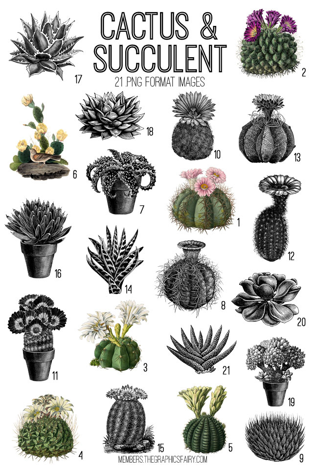 cactus and succulents collage