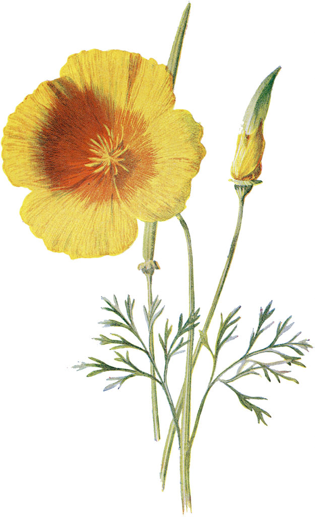 Vintage Yellow California Poppy Botanical Image The 
