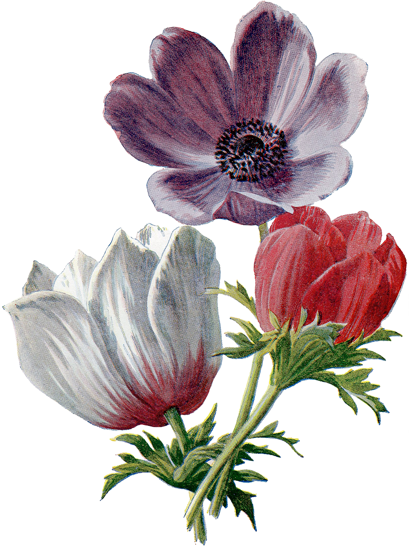 Vintage Lush Red and White Anemones Botanical Graphic