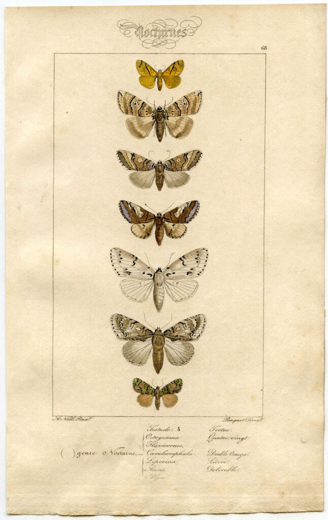 French Moth Print