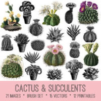 Cactus collage
