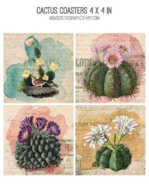 cactus and succulents collage