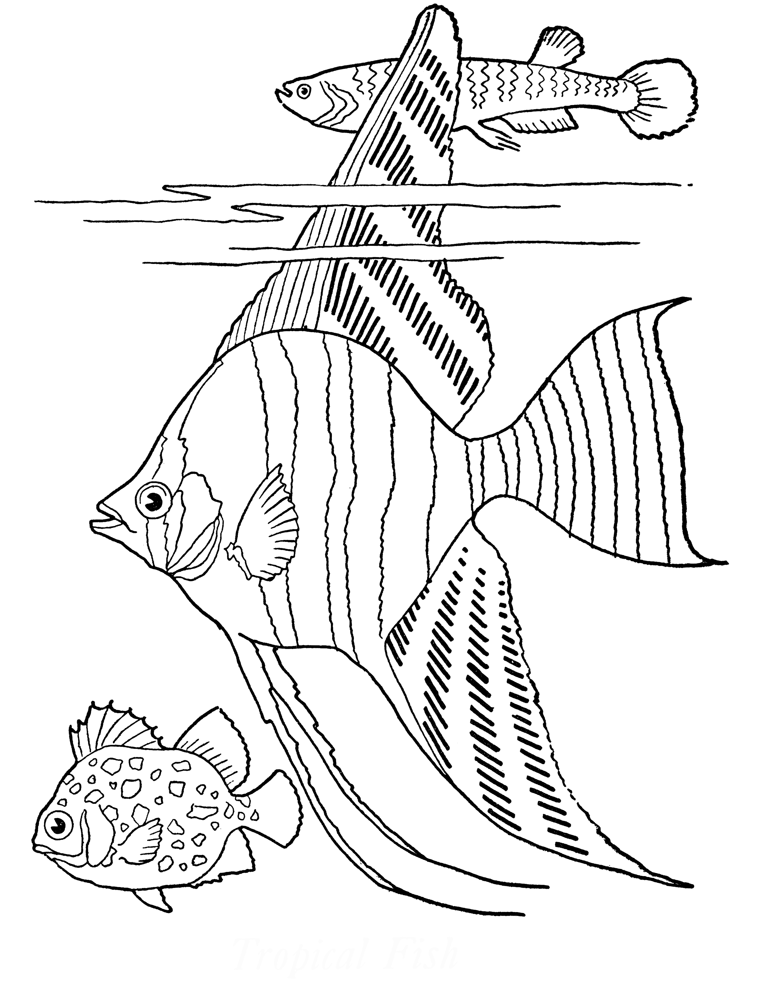 Free Printable Adult Coloring Page   Tropical Fish   The Graphics Fairy
