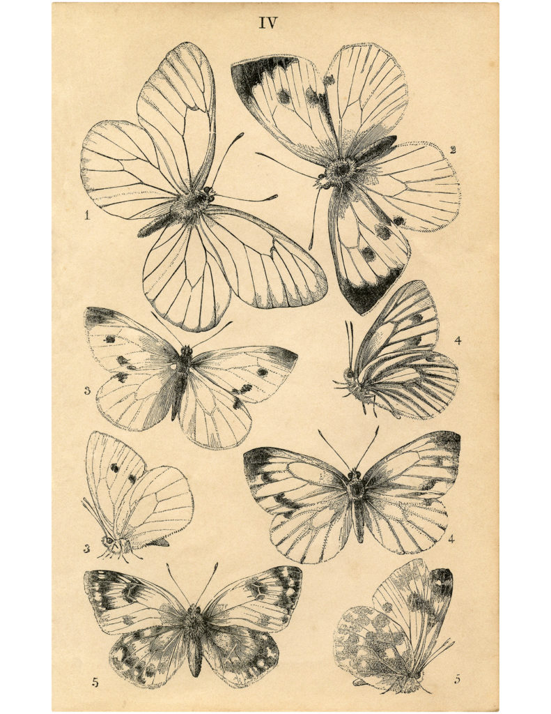 Download Beautiful Natural History Butterflies Printable! - The Graphics Fairy