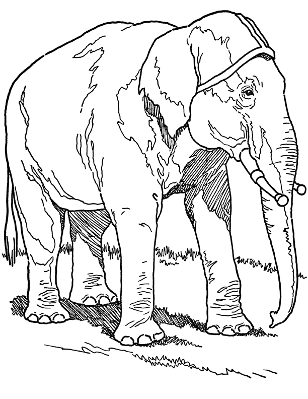 Free Elephant Coloring Pages with Full Book