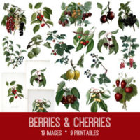Collage of berries and cherries