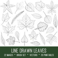 leaves illustrations