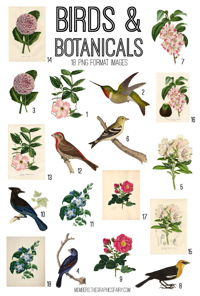 Birds and Botanical Flowers collage