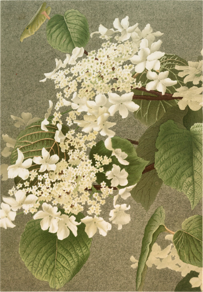 White Lacecap Hydrangea Image