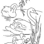 Free Printable Swans Coloring Page