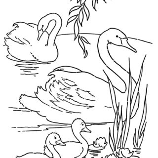 Free Printable Swans Coloring Page