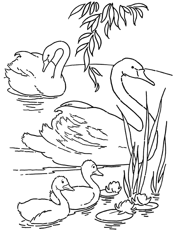 coloring pages of a swan