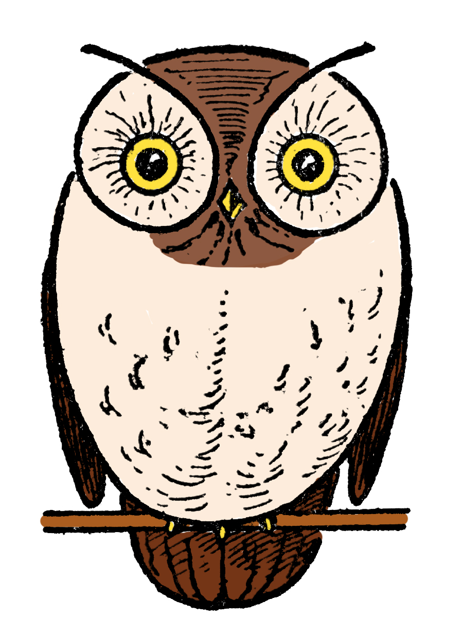 Owl Drawing in Color